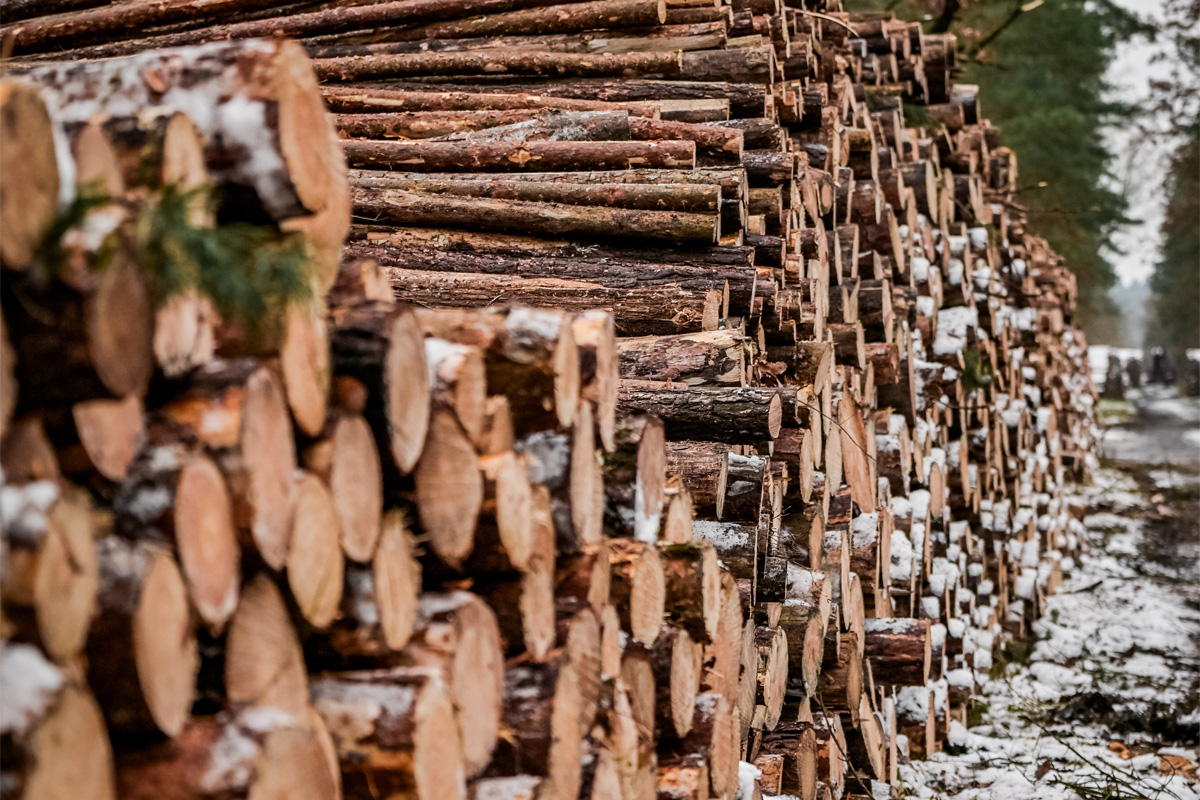 Bild Holz